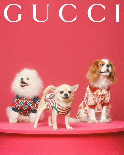 hundeparfüm gucci|new gucci pet collection.